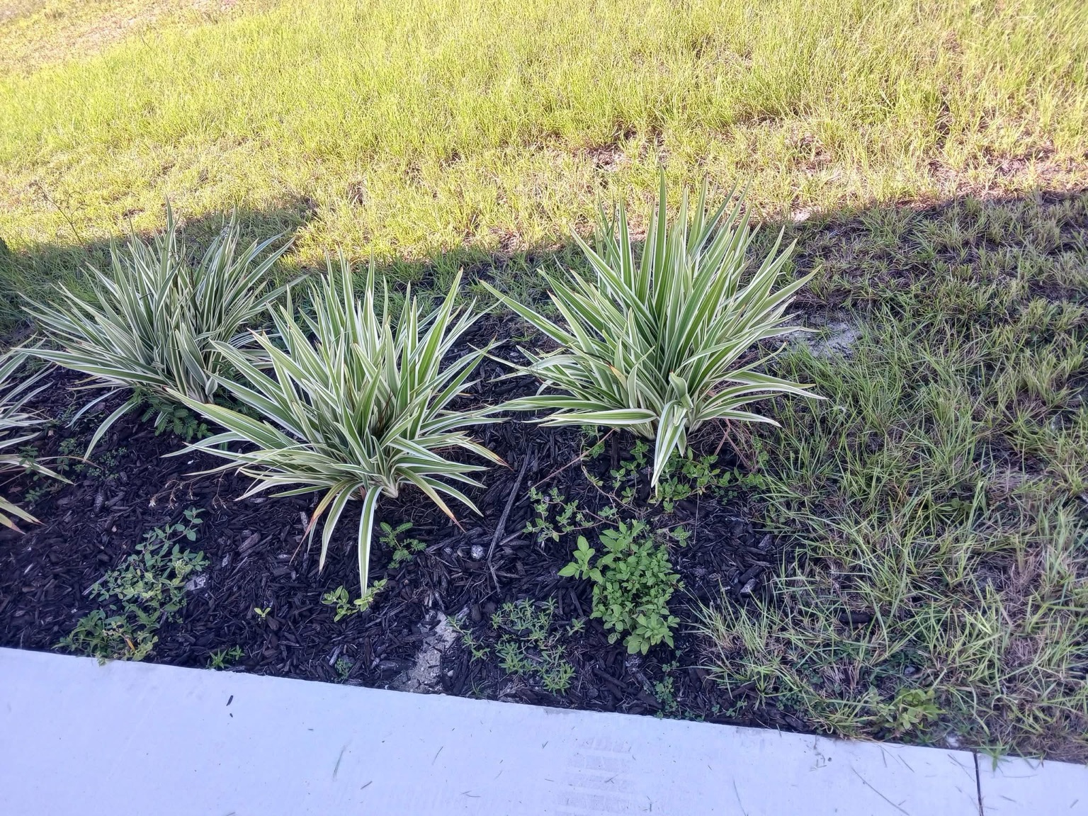 Landscape bed before cleanup